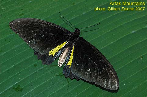 Papua Insects Foundation Lepidoptera Papilionidae Troides